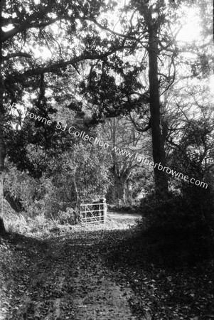 A WOODLAND ROAD IN CO LOUTH